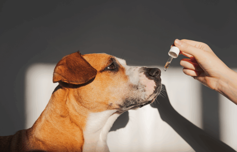 essential oils for pets